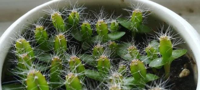 小火龙仙人掌的种植步骤和注意事项？