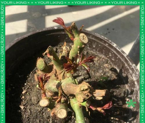 玫瑰花种植后多久能长根发芽？