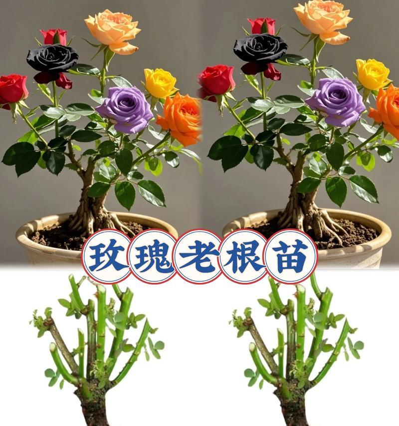玫瑰花种植后多久能长根发芽？