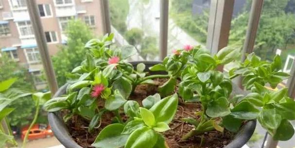 使用帆布种植袋养仙人球的正确方法？