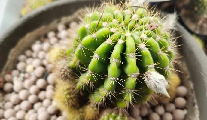 绿色种植仙人球的花盆有何特别之处？