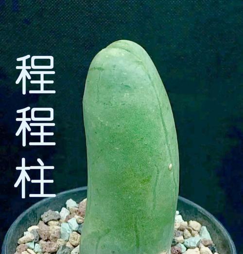 绿色种植仙人球的花盆有何特别之处？