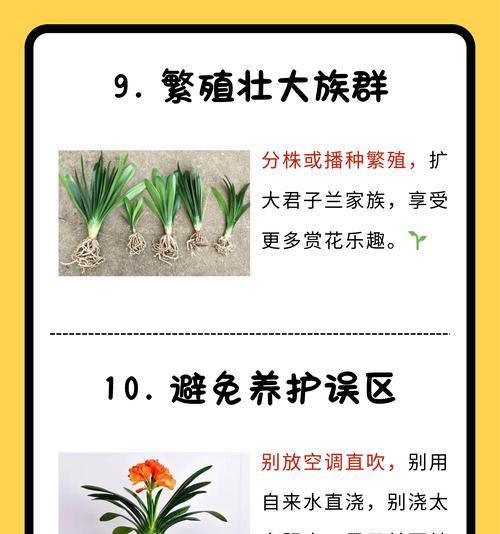 大君子兰带花苞却不开花的解决方法？