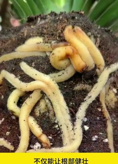 大君子兰带花苞却不开花的解决方法？