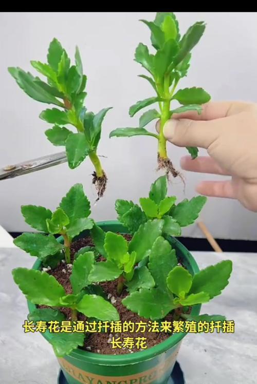 仙人掌发根后移盆的正确养护方式？