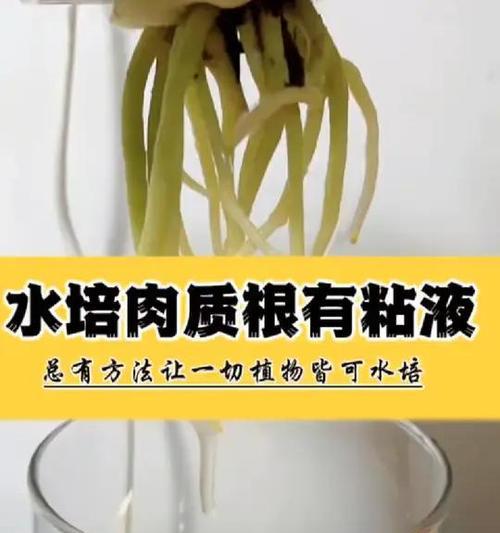 水培君子兰生根后的养护要点是什么？