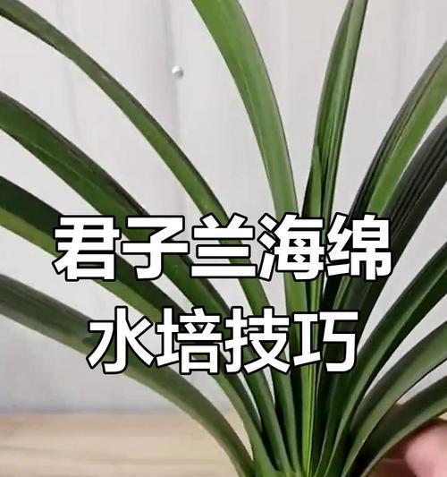 水培君子兰生根后的养护要点是什么？