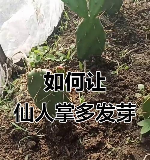 仙人掌插活技巧与养护方法是什么？