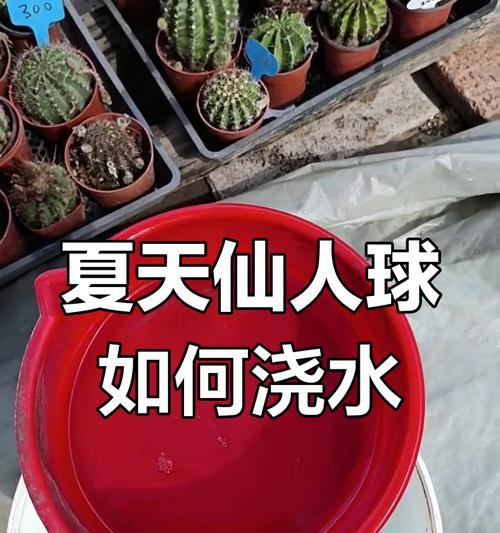 仙人球浇水的正确时机和方法是什么？