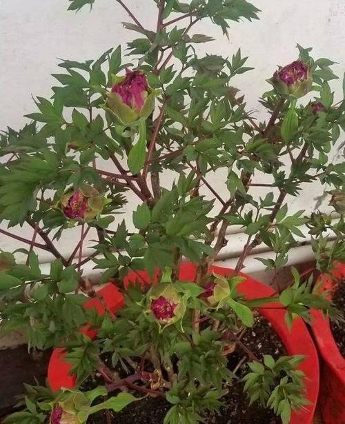 牡丹花开花前浇水的最佳时机和技巧是什么？