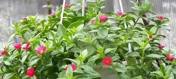 牡丹花开花前浇水的最佳时机和技巧是什么？