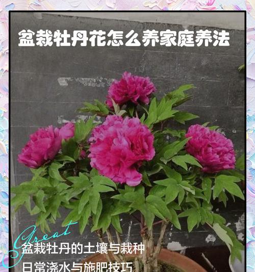 牡丹花开花前浇水的最佳时机和技巧是什么？