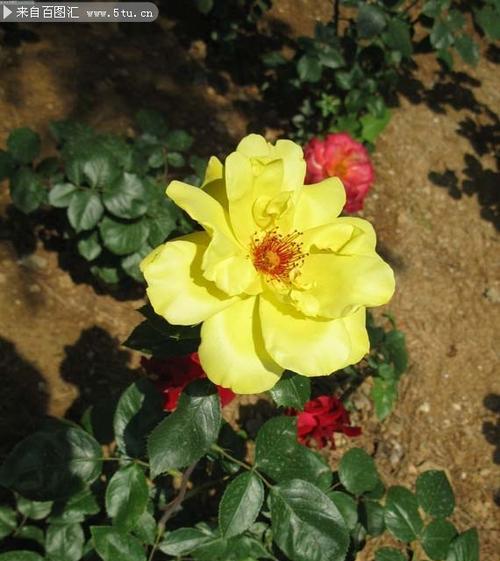 黄色月季牡丹花的养护与管理要点是什么？
