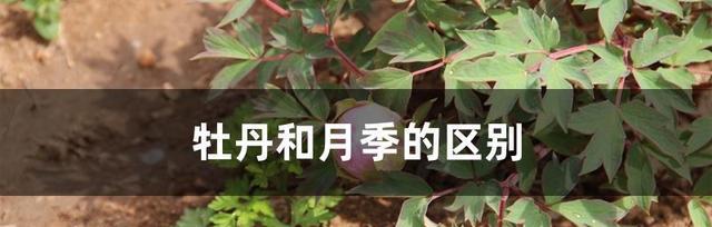 黄色月季牡丹花的养护与管理要点是什么？