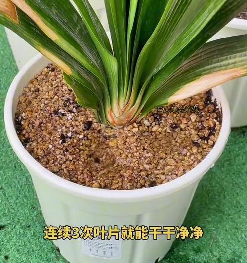 君子兰叶片边缘发黄的原因及解决办法是什么？