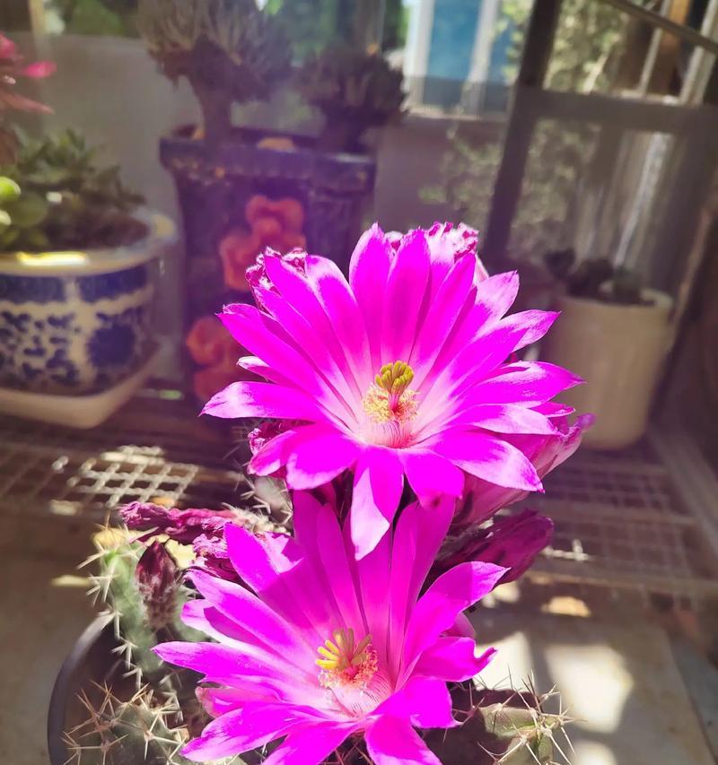 哪些仙人球品种最适合开花？