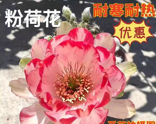 哪些仙人球品种最适合开花？