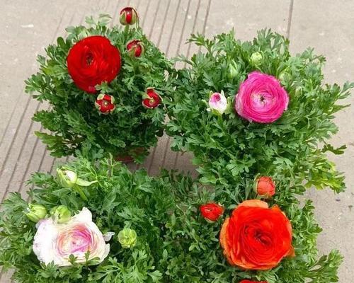 牡丹花的化浊化瘀功效及养护方法是什么？