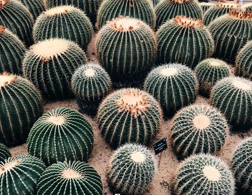 拍摄仙人掌植物的技巧和要点是什么？
