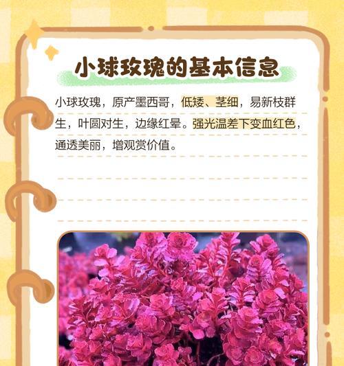小玫瑰花的养护技巧和注意事项是什么？