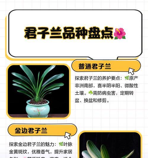 带金丝纹的君子兰品种名称是什么？