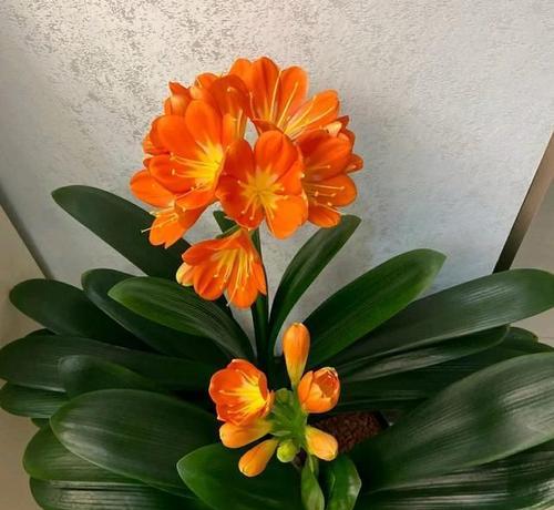 君子兰懒花品种的开花技巧和注意事项是什么？