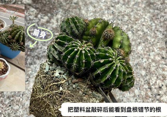 促进仙人球多开花的肥料选择和使用方法是什么？