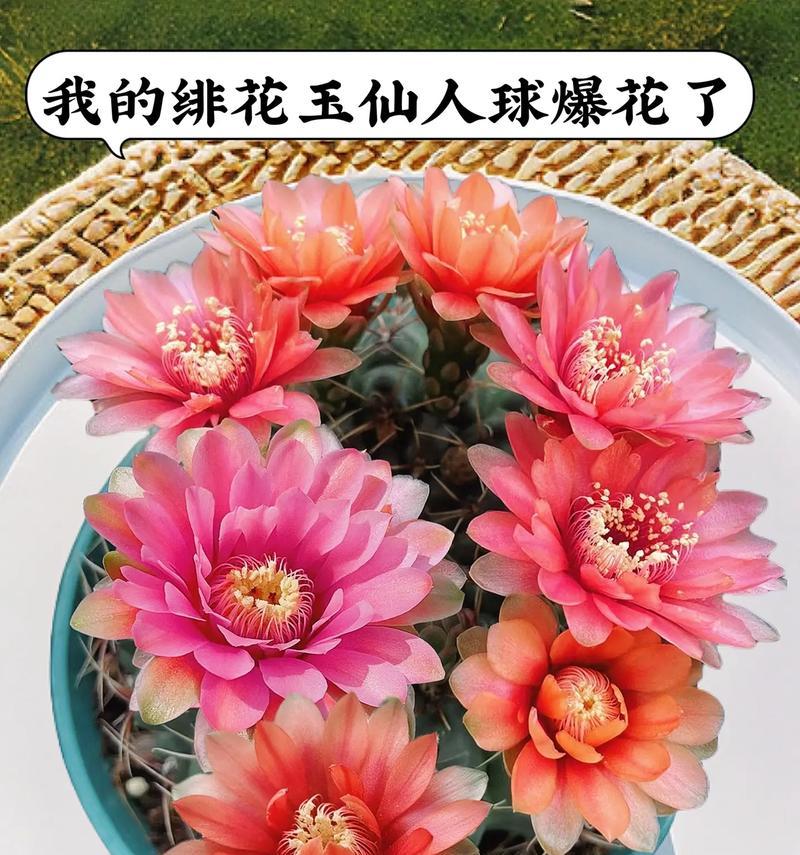 促进仙人球多开花的肥料选择和使用方法是什么？