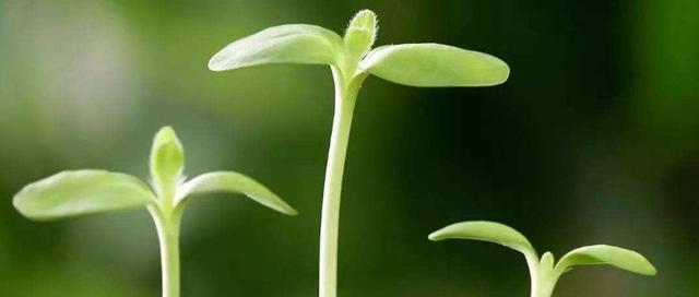 君子兰萌发菌的发芽时间和条件是什么？