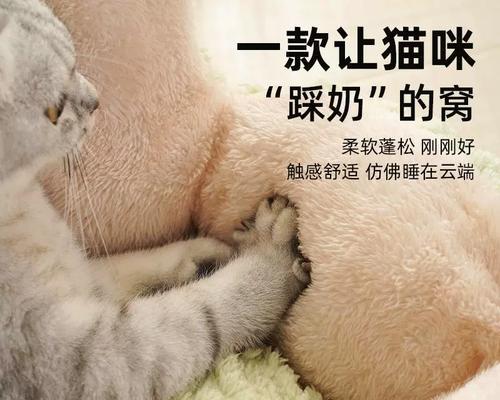 宠物猫窝仙人掌养殖方法是什么？