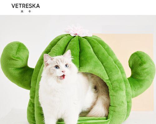 宠物猫窝仙人掌养殖方法是什么？