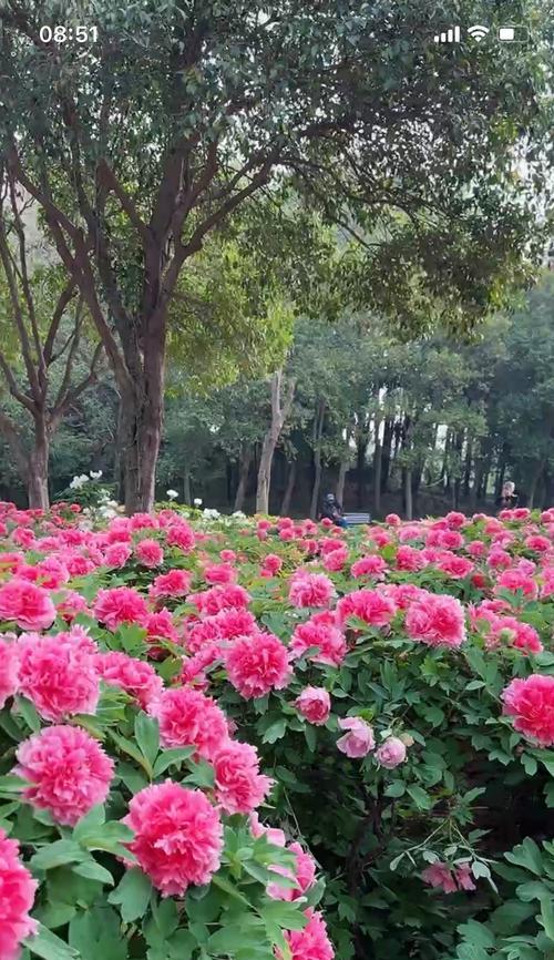 牡丹花与树的区别在哪里？
