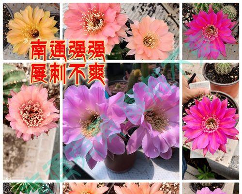 仙人球彩草花苞快速生长的处理方法？