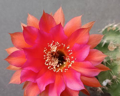 仙人球彩草花苞快速生长的处理方法？