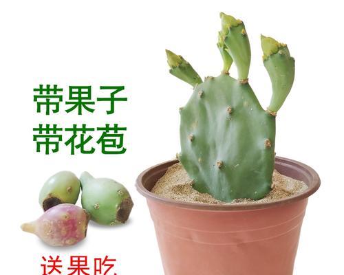 盆栽仙人掌果的种植技巧有哪些？