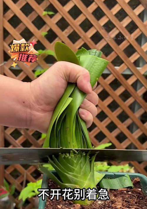 君子兰不开花的原因及解决办法？