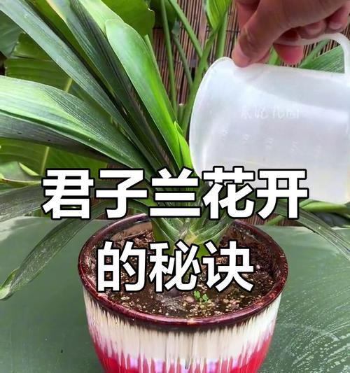 君子兰不开花的原因及解决办法？