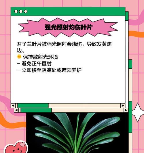君子兰不开花的原因及解决办法？