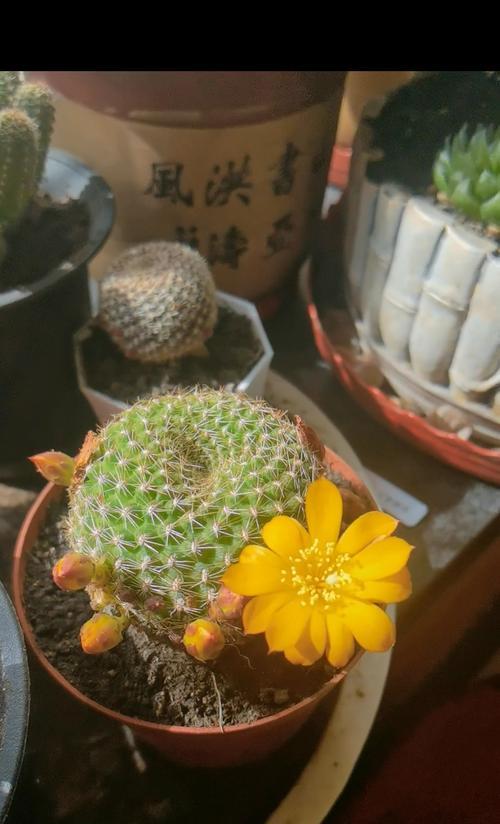 仙人球冒花苞的迹象有哪些？