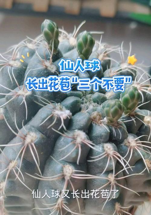 仙人球冒花苞的迹象有哪些？