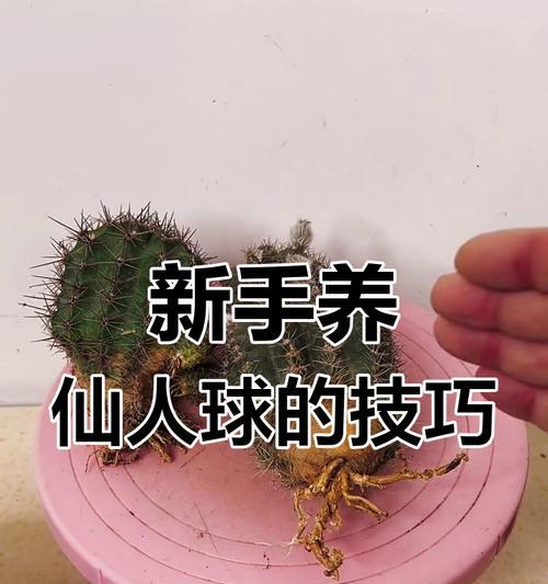 如何高成活率栽种大型仙人球？