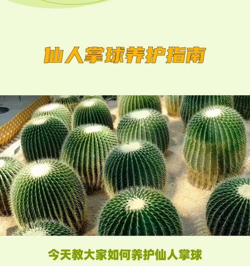 如何高成活率栽种大型仙人球？