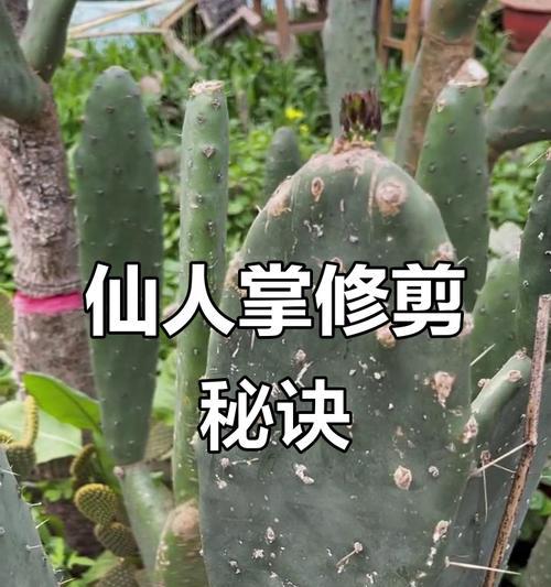 仙人掌过多的修剪方法是什么？