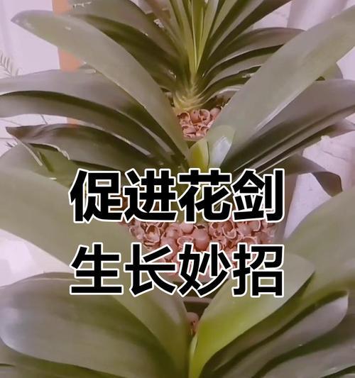 君子兰臭味的解决小妙招有哪些？