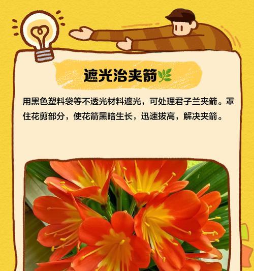 君子兰臭味的解决小妙招有哪些？