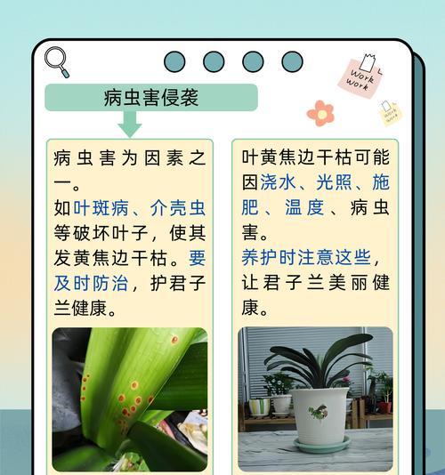 君子兰叶子半边发黄的处理方法？