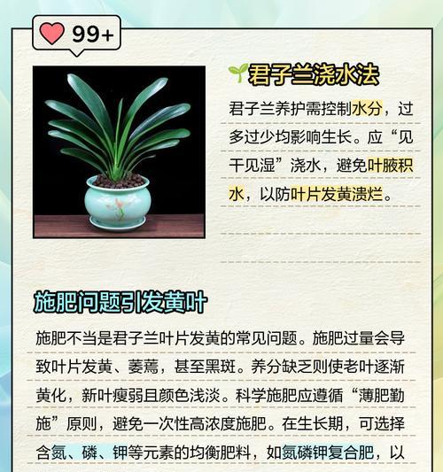 君子兰叶子半边发黄的处理方法？