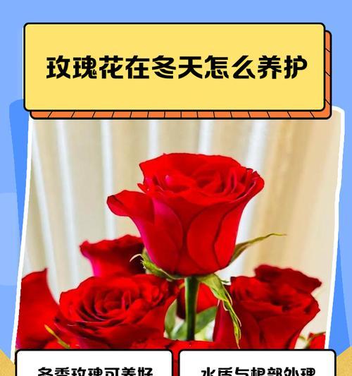 玫瑰花回植后的养护管理技巧？