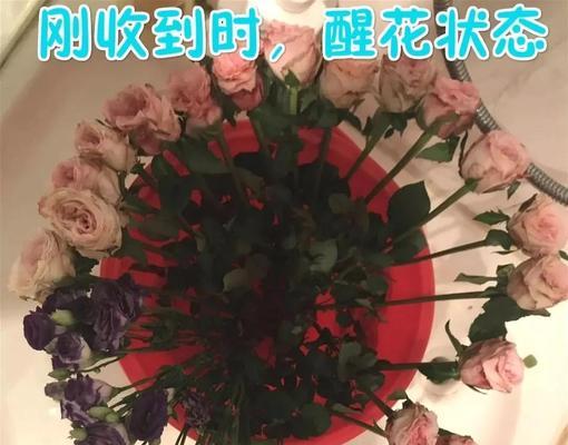 玫瑰花回植后的养护管理技巧？