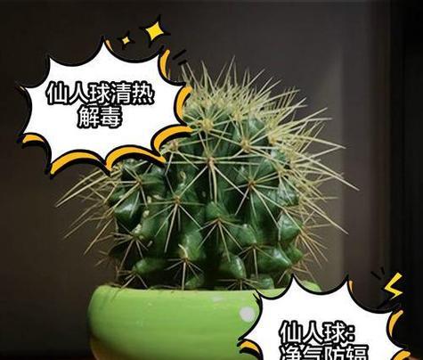 一个月仙人球的正确养护方法？